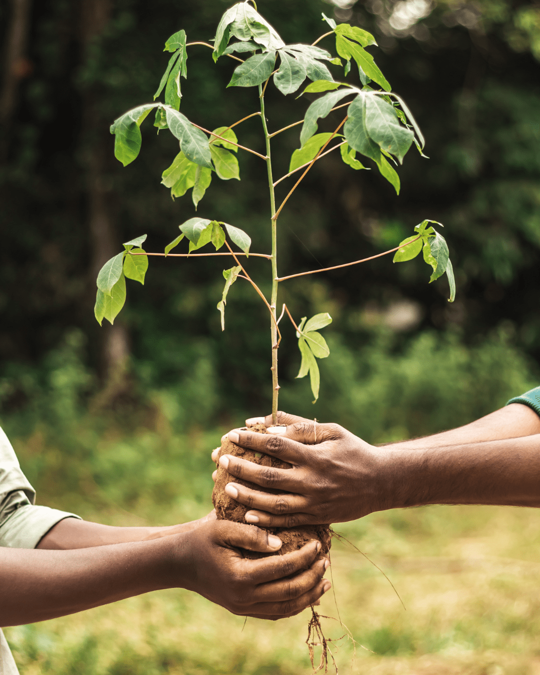 carbon credit course images (1)